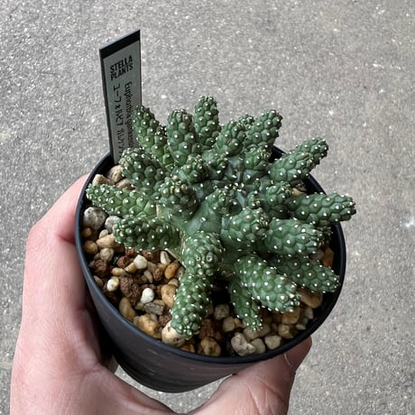 ユーフォルビア ガムケンシス6