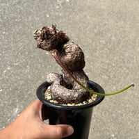 ユーフォルビア ヘディオトイデス | STELLA.PLANTS