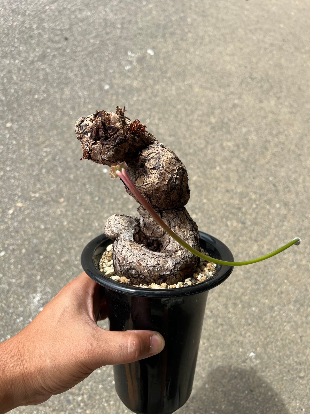 最終価格　ペラゴニウム　トリステ　鉢付き　手渡し可能 ペラルゴニウム トリステ | STELLA.PLANTS