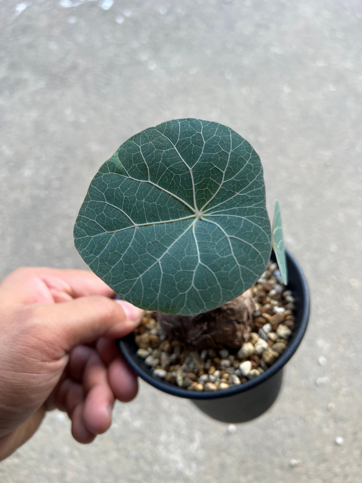 ステファニア カウィーサキー | STELLA.PLANTS ステファニア カウィーサキー | STELLA.PLANTS