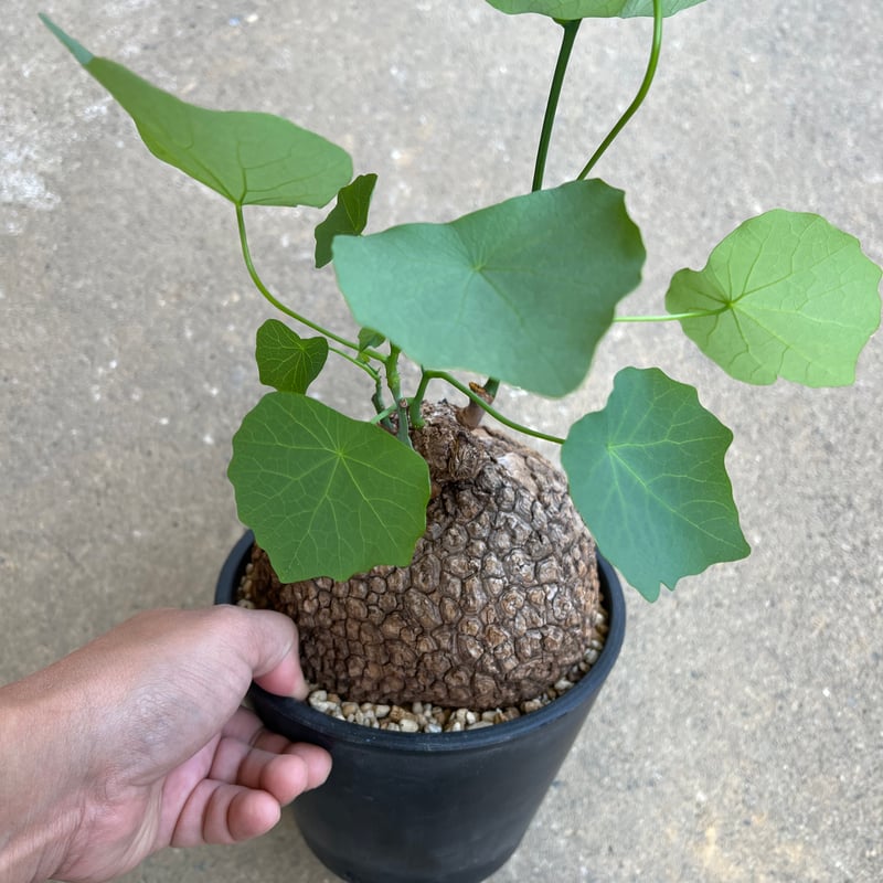 ステファニア スベローサ | STELLA.PLANTS