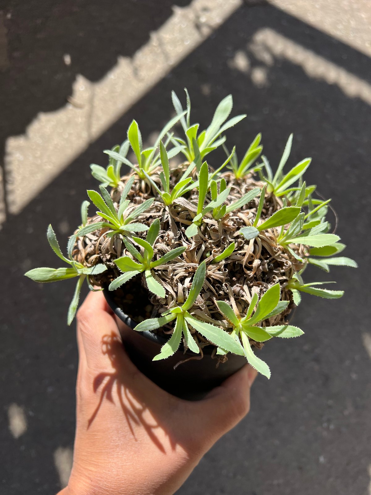 オトンナレトロルサ現地株発根済み