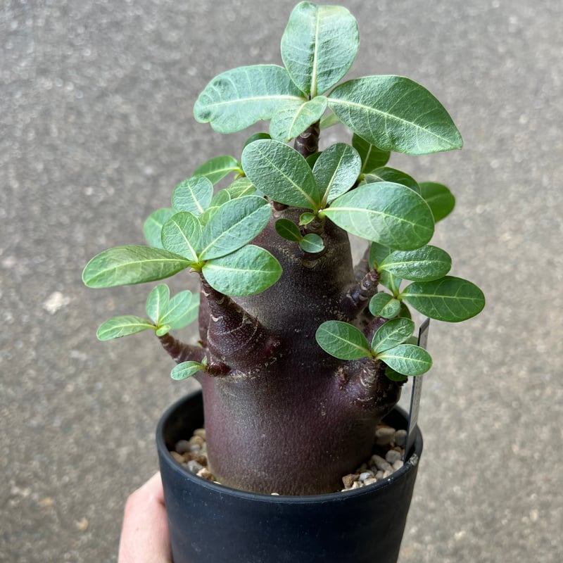アデニウム アラビカム ブラックスキン3 | STELLA.PLANTS