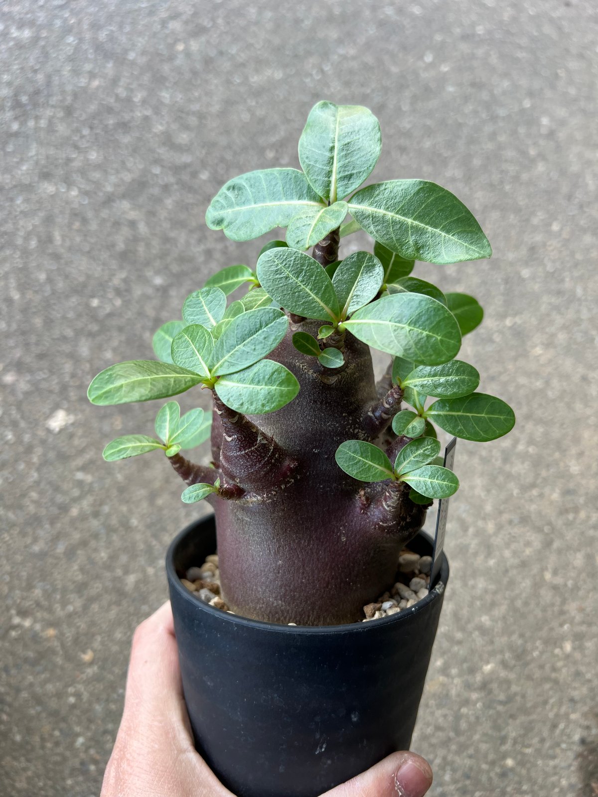 大株 ブラックスキン アデニウム スパルタン ガラメー 激レア ドワーフ アデニウム アラビカム ブラックスキン3 | STELLA.PLANTS