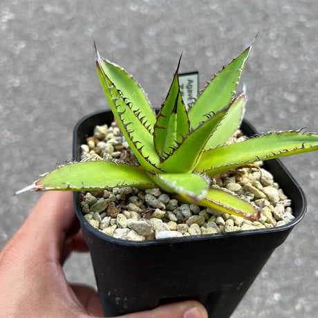 CATEGORY アガベ | STELLA.PLANTS CATEGORY アガベ | STELLA.PLANTS