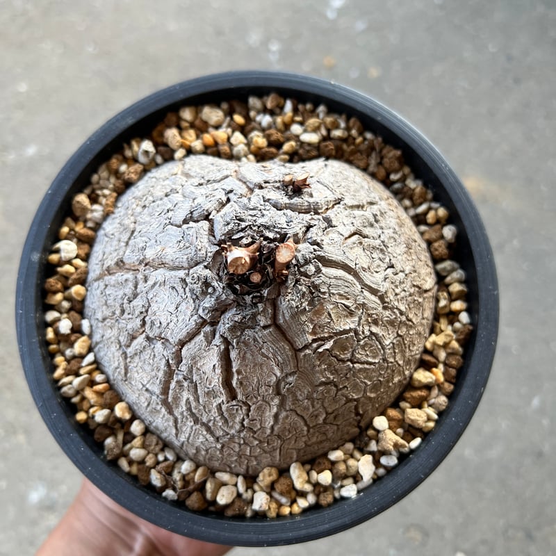 アフリカ亀甲竜 5寸9 | STELLA.PLANTS アフリカ亀甲竜 5寸9 | STELLA.PLANTS