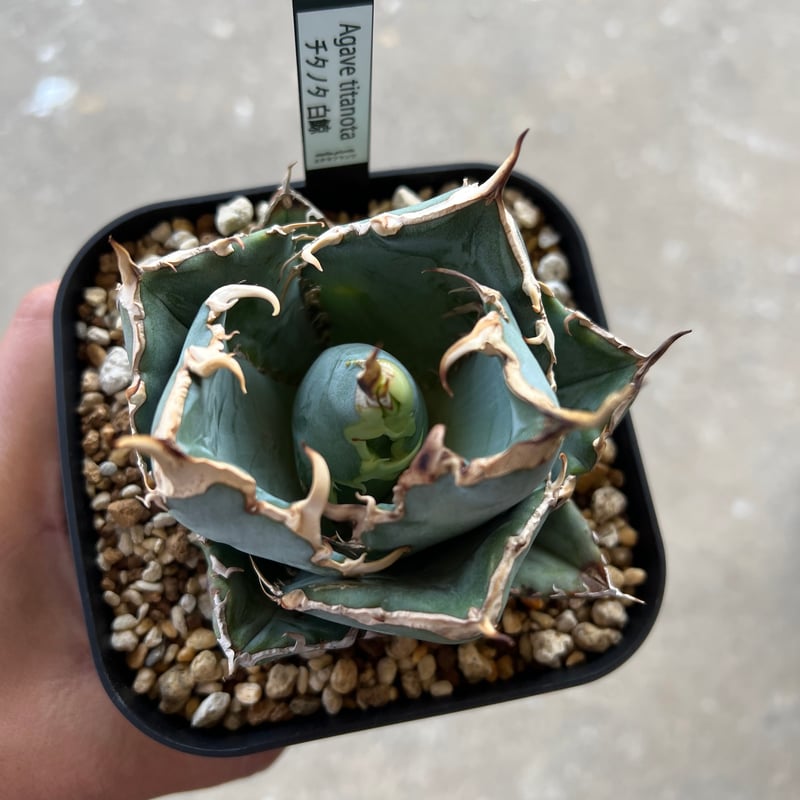 アガベ チタノタ 白鯨 | STELLA.PLANTS アガベ チタノタ 白鯨 | STELLA.PLANTS