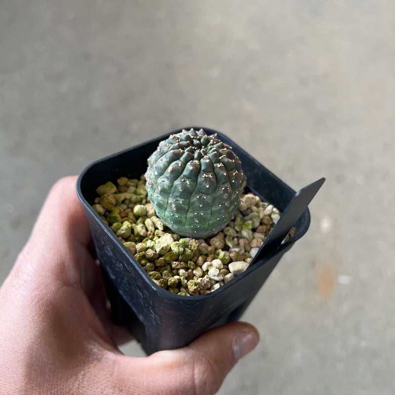 ユーフォルビアギムノカリキオイデス 実生 ユーフォルビア ギムノカリキオイデス2 | STELLA.PLANTS
