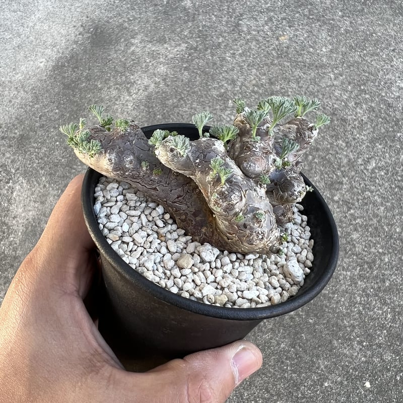 モンソニア ムルチフィダ | STELLA.PLANTS モンソニア ムルチフィダ | STELLA.PLANTS