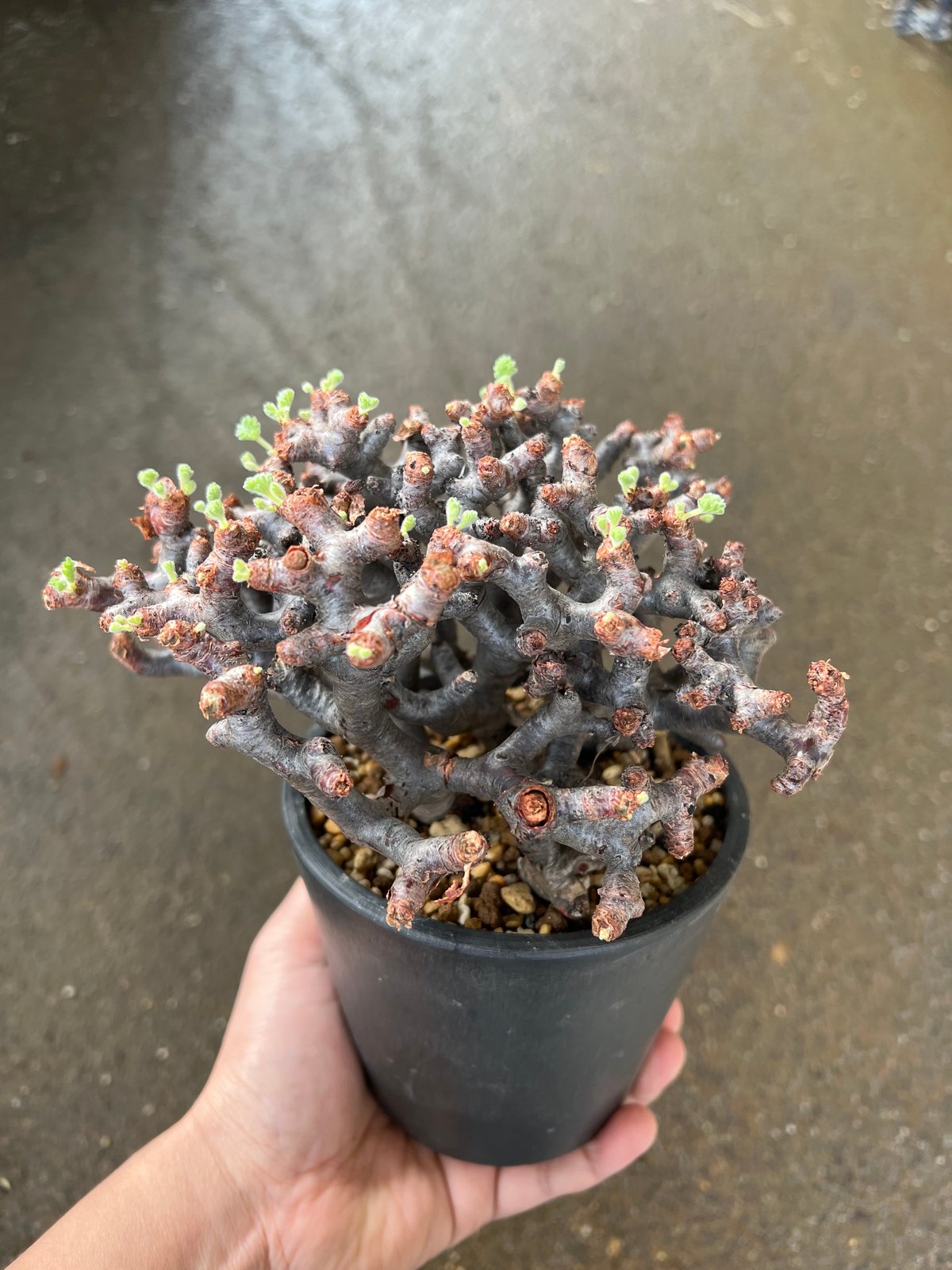 NEIGHBORHOOD　SRL　ペラルゴニウム　ミラビレ NEIGHBORHOOD SRL ペラルゴニウム ミラビレ ペラルゴニウム