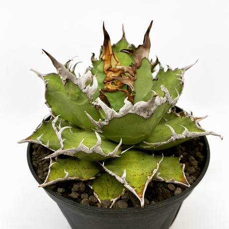 アガベ チタノタ 'シーザー'  子株