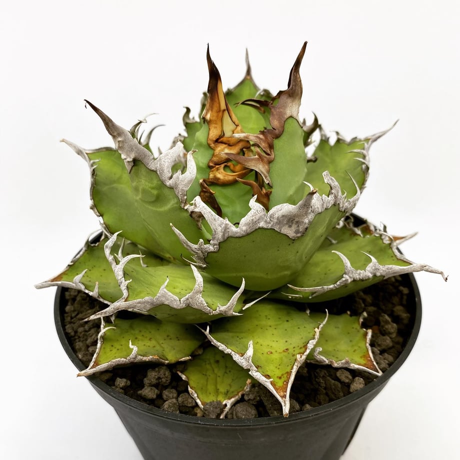 6386bf4af0bdc44b69082a44