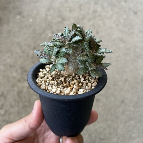 最終値下げ　ユーフォルビア　トゥレアレンシス②　鉢植えのまま ザ・ファームセレクト]ユーフォルビア：トゥレアレンシス 2.5号