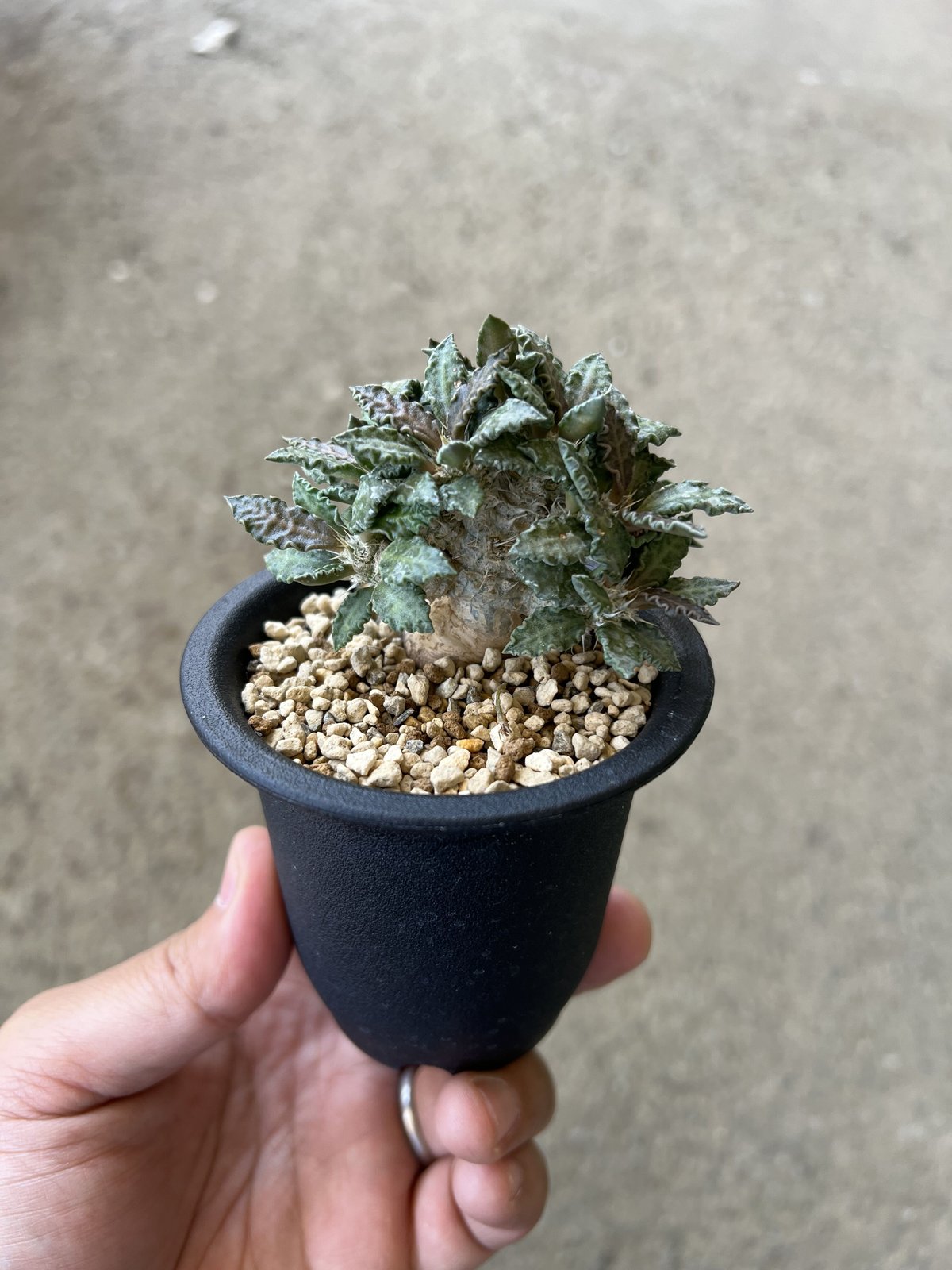 ユーフォルビア トゥレアレンシス | STELLA.PLANTS ユーフォルビア トゥレアレンシス | STELLA.PLANTS