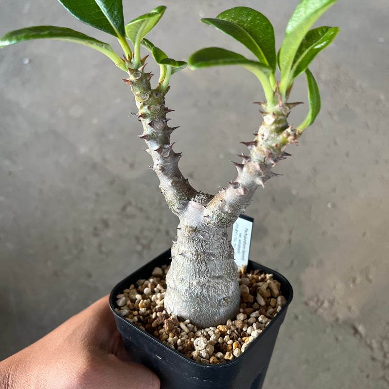 パキポディウム ウィンゾリー pw10 パキポディウム ウィンゾリー pw10