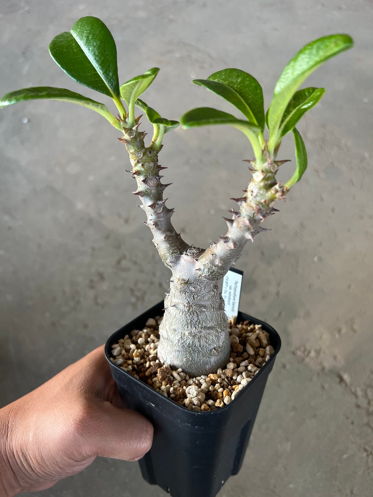 パキポディウム・ウインゾリー実生② Pachypodium Windsorii Pachypodiumhybrid #Pachypodium#hybrid #baronii#windsorii