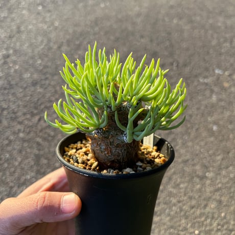 チレコドンペアルソニー | STORES