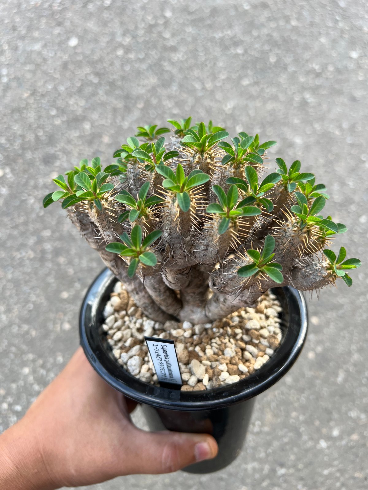 ユーフォルビア ギラウミニアナ eg43 ユーフォルビア ギラウミニアナ | STELLA.PLANTS