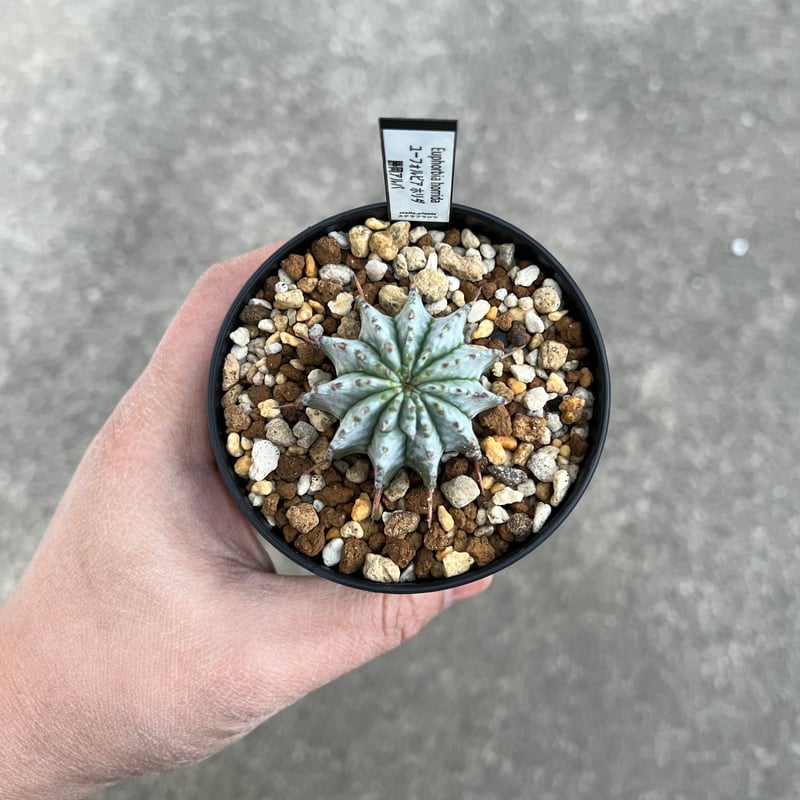 ユーフォルビア ホリダ 勝岡タイプ | STELLA.PLANTS ユーフォルビア ホリダ 勝岡タイプ | STELLA.PLANTS
