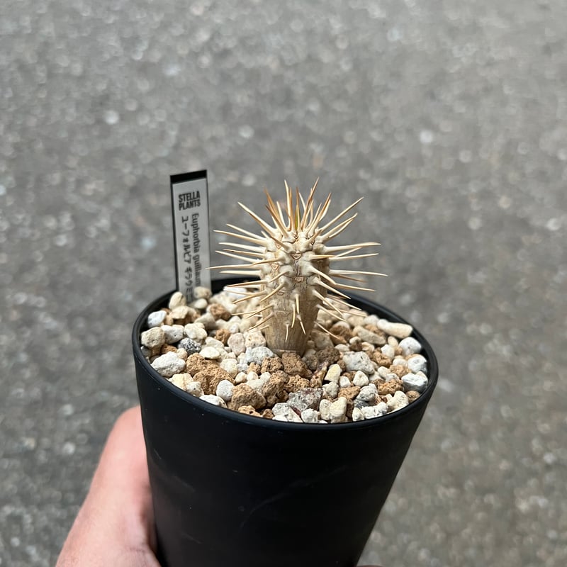 ユーフォルビア　ギラウミニアナ② ユーフォルビア ギラウミニアナ 2株のみ | STELLA.PLANTS