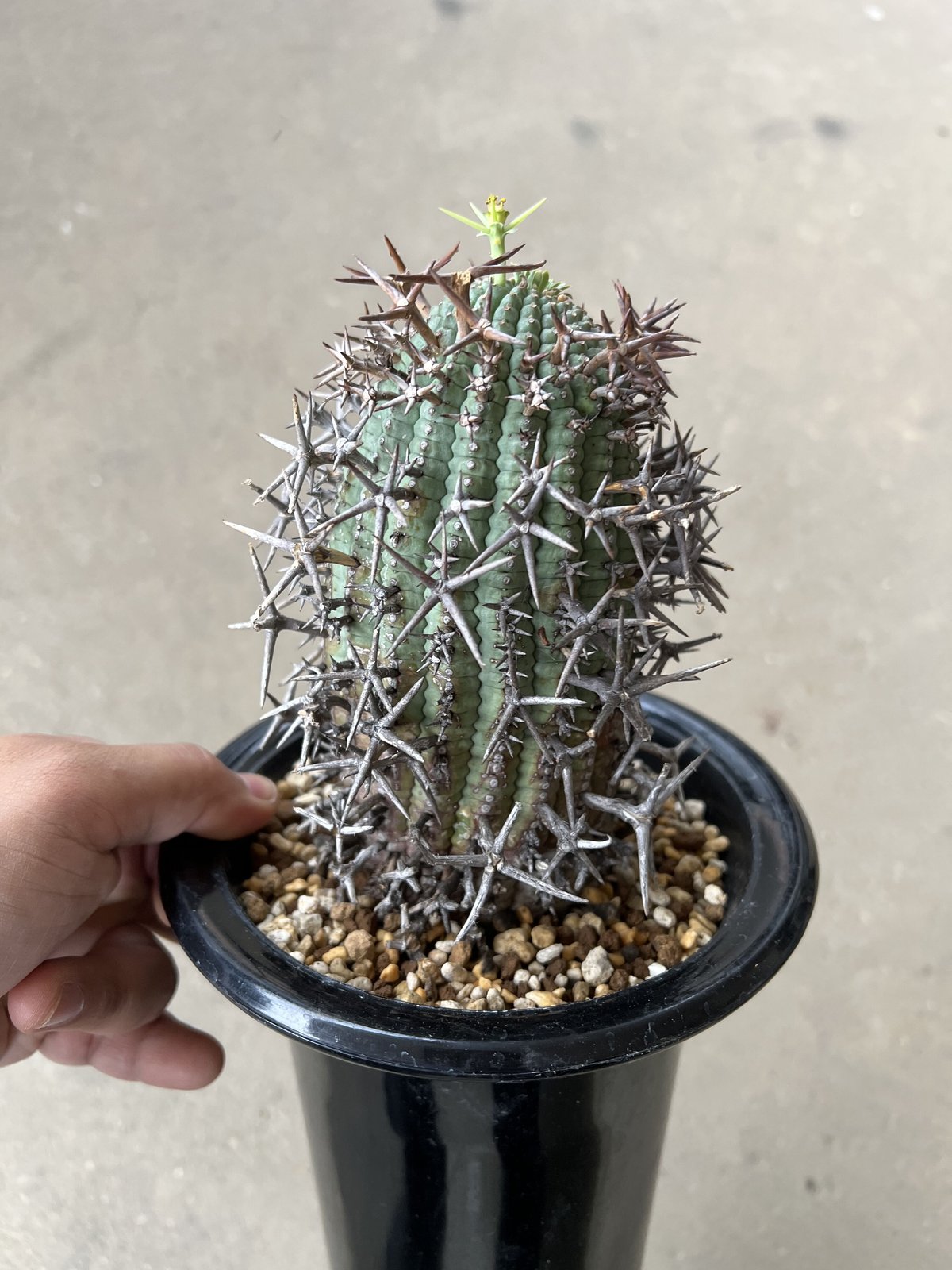 ユーフォルビア 群星冠 鉢なし ユーフォルビア 群星冠 鉢なし