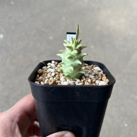 CATEGORY ユーフォルビア | STELLA.PLANTS CATEGORY ユーフォルビア | STELLA.PLANTS