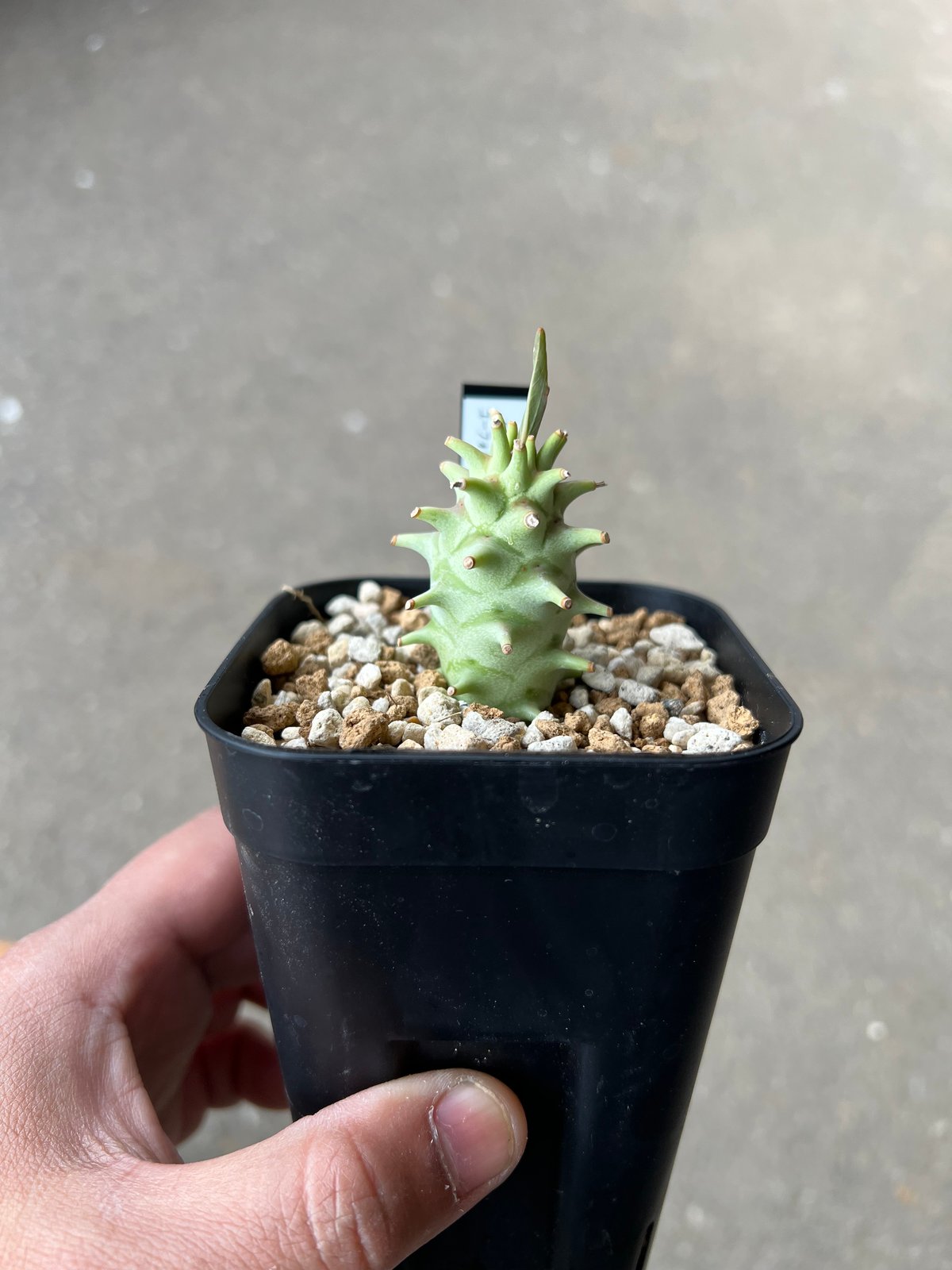 【植物の奴隷】ユーフォルビア ロンギツベルクローサ 実生 3株 ユーフォルビア ロンギツベルクローサ3 | STELLA.PLANTS
