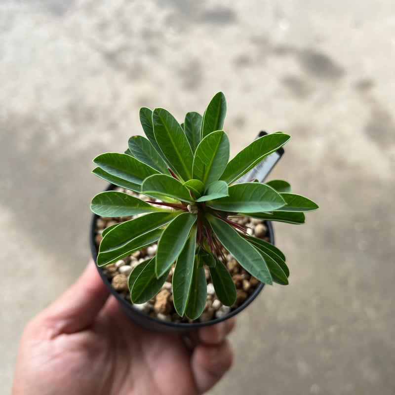 ユーフォルビア ギラウミニアナ実生2 | STELLA.PLANTS ユーフォルビア ギラウミニアナ実生2 | STELLA.PLANTS