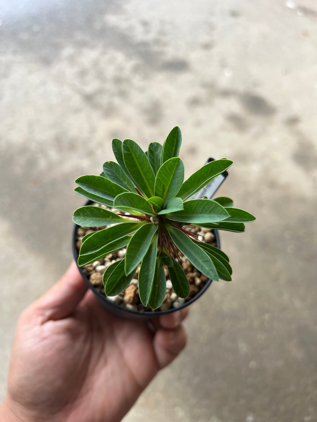 ユーフォルビア ギラウミニアナ実生2 | STELLA.PLANTS ユーフォルビア ギラウミニアナ実生2 | STELLA.PLANTS