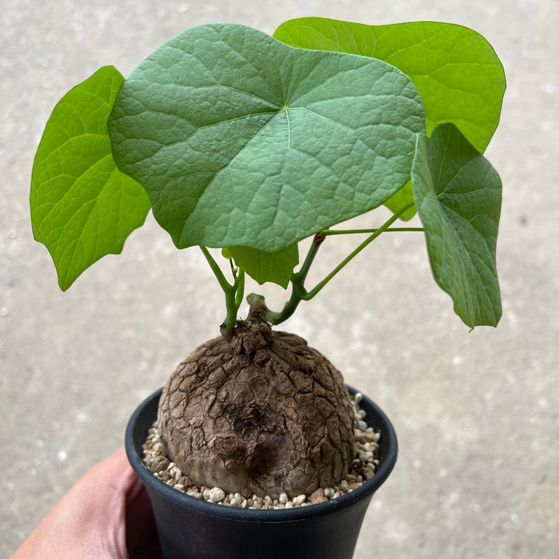 ステファニア スベローサ | STELLA.PLANTS