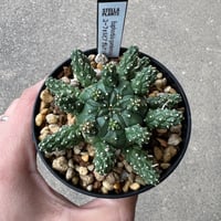 ユーフォルビア ガムケンシス4