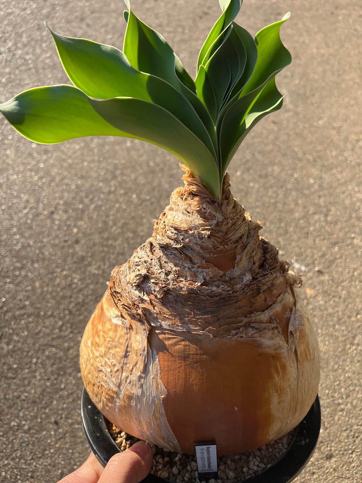 ブーファン ハエマンソイデス | STELLA.PLANTS