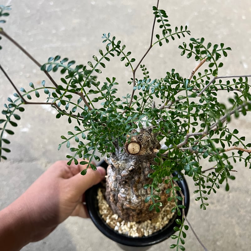 オペルクリカリア パキプス | STELLA.PLANTS