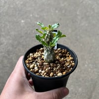 モンソニア ムルチフィダ | STELLA.PLANTS モンソニア ムルチフィダ | STELLA.PLANTS