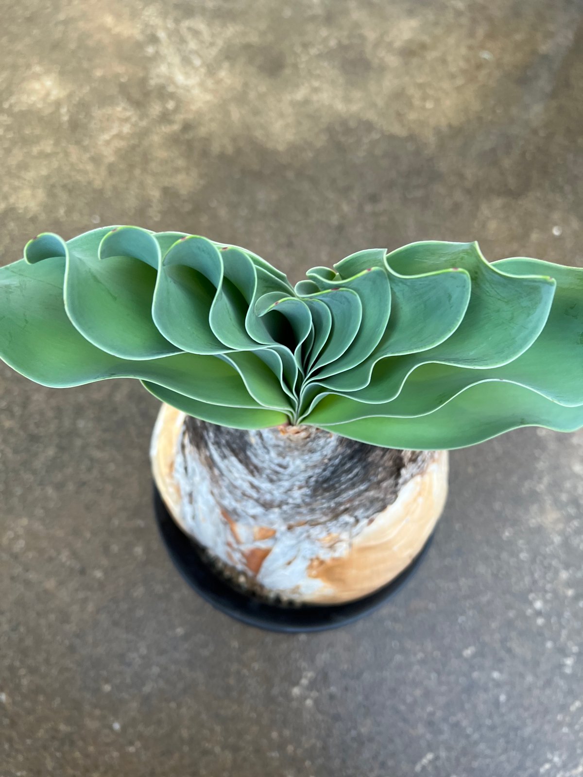 ブーファン ハエマンソイデス | STELLA.PLANTS ブーファン ハエマンソイデス | STELLA.PLANTS