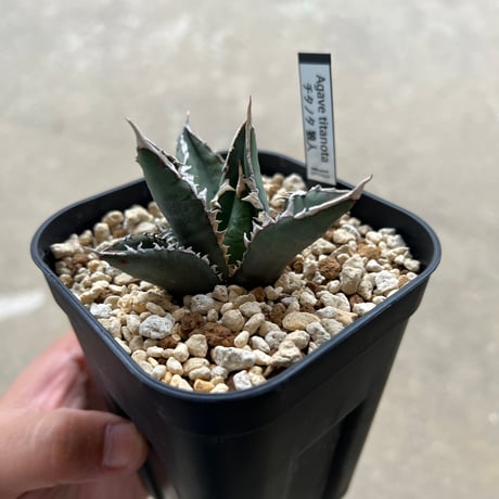 CATEGORY アガベ | STELLA.PLANTS CATEGORY アガベ | STELLA.PLANTS