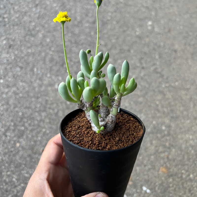 オトンナ クラビフォリア2 | STELLA.PLANTS