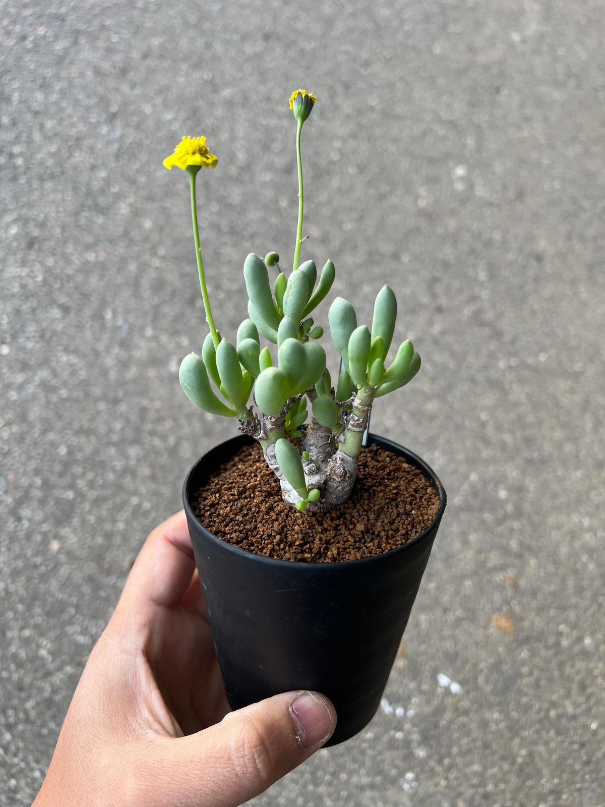 オトンナ クラビフォリア2 | STELLA.PLANTS