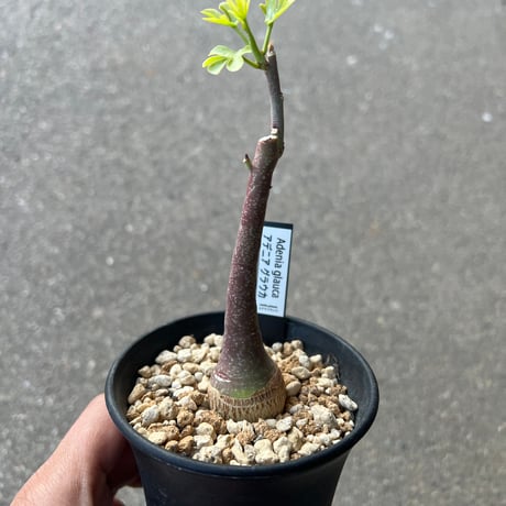 その他観葉植物 stella STELLA.PLANTS