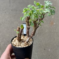 アデニア グラウカ3 | STELLA.PLANTS