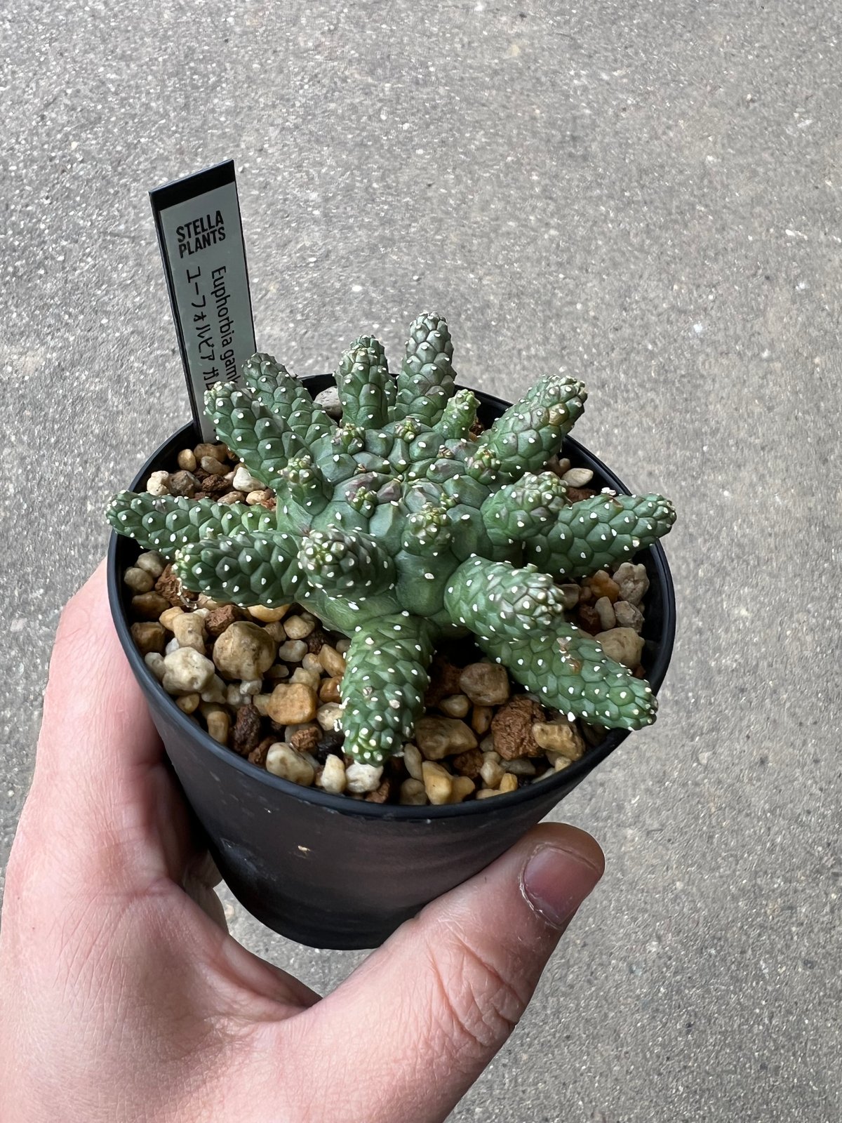 ユーフォルビア ガムケンシス 抜き苗 ユーフォルビア ガムケンシス2 | STELLA.PLANTS