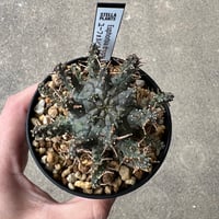 ユーフォルビア デセプタ6