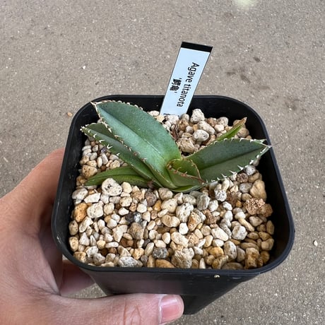 CATEGORY アガベ | STELLA.PLANTS