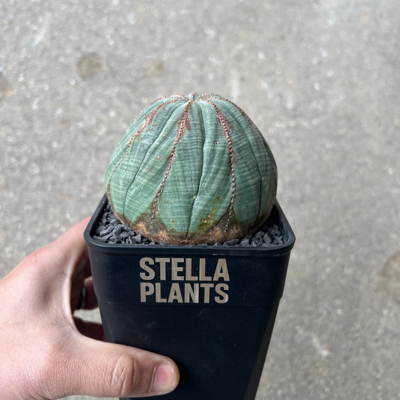 ユーフォルビア オベサ4 | STELLA.PLANTS