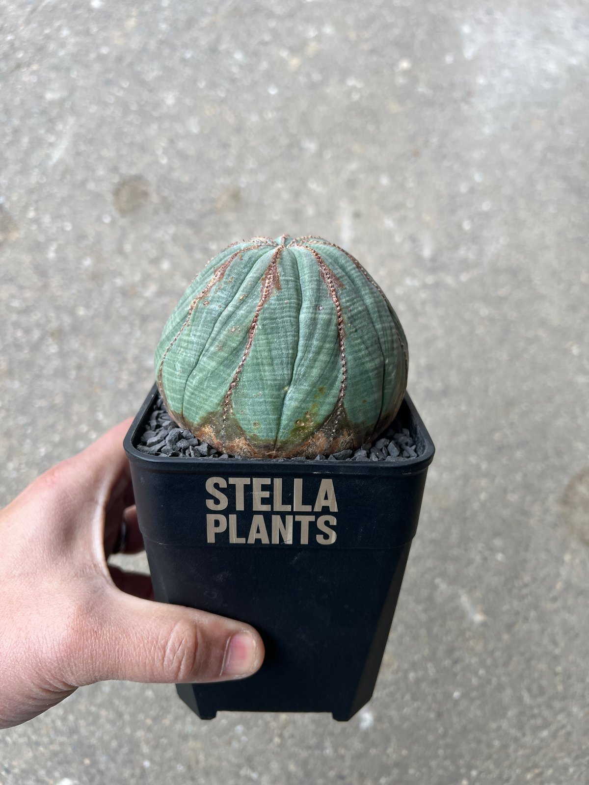 ユーフォルビア オベサ4 | STELLA.PLANTS