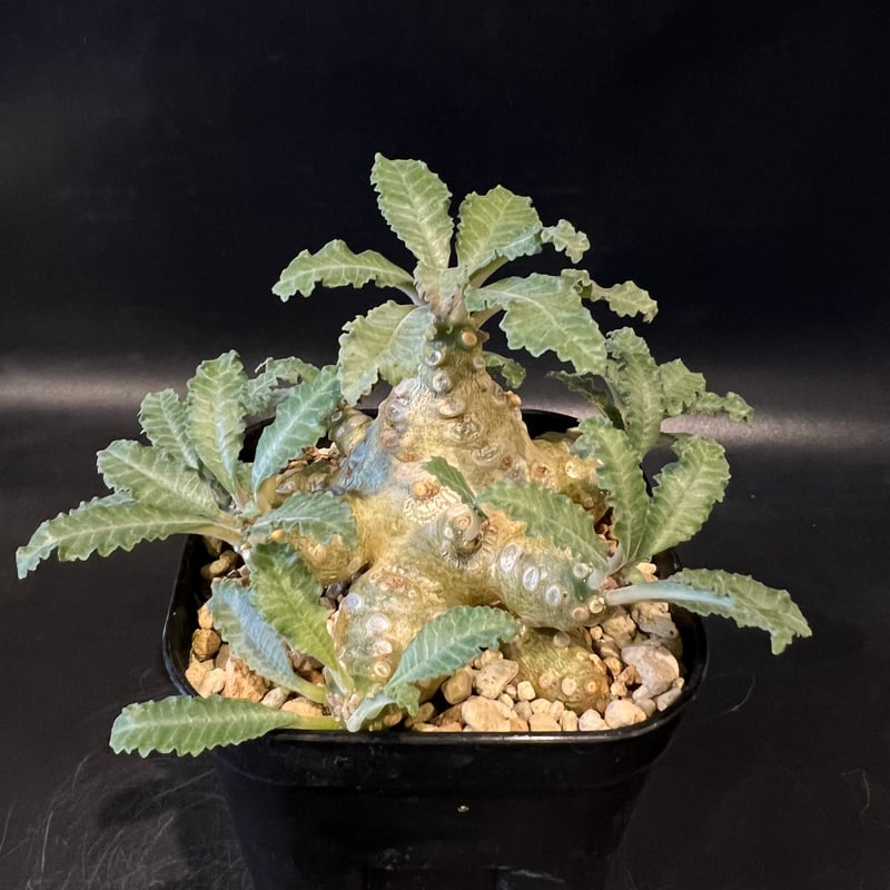 ドルステニア　ラブラニー　大株　美株 ドルステニア ラブラニー | STELLA.PLANTS