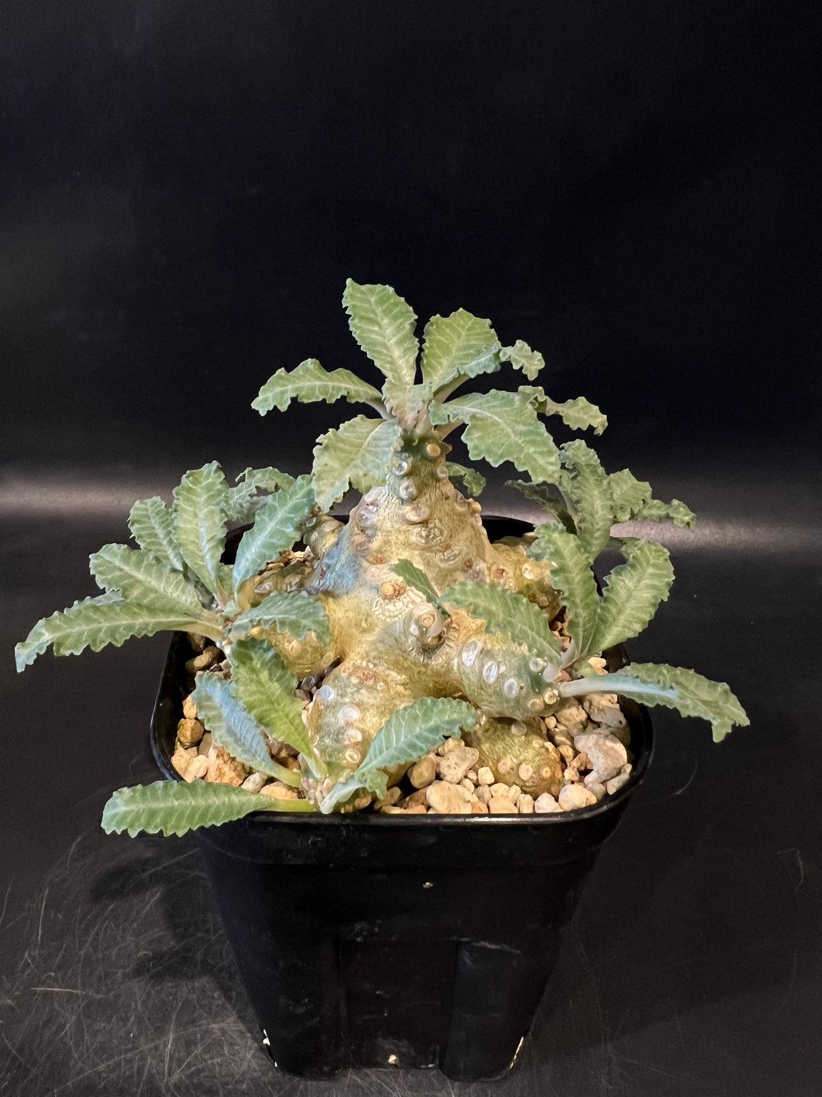 大株 ドルステニア ラブラニー 発根済み 【公式通販】 大株 ドルステニア ラブラニー 発根済み 【公式通販】