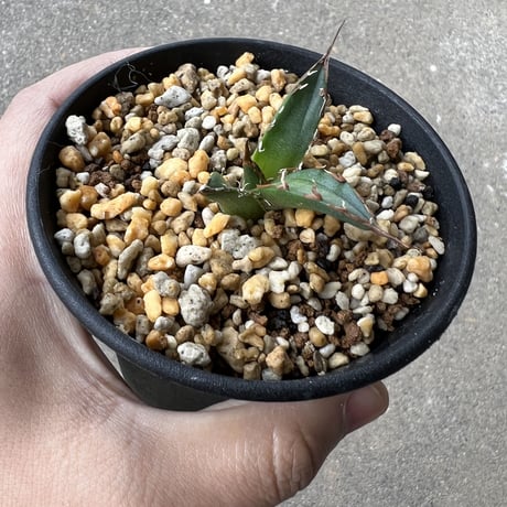 アガベ チタノタ 'シーザー'  子株