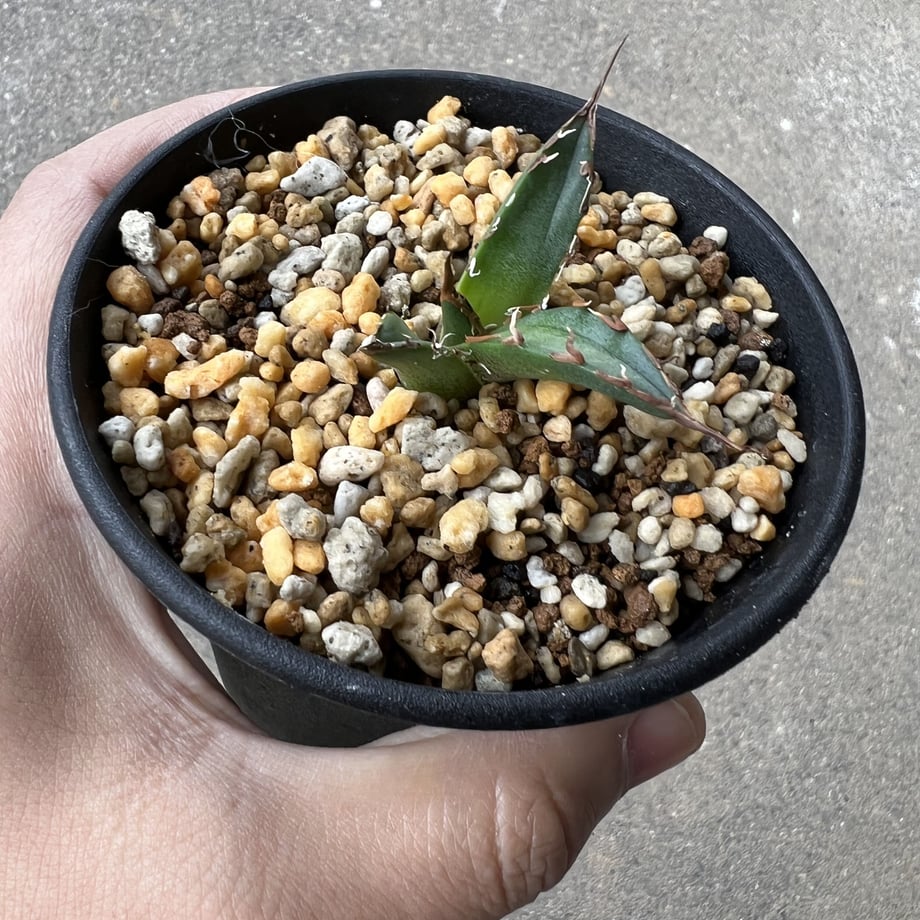 6386bf4af0bdc44b69082a44