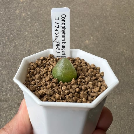 CATEGORY 多肉植物 | STELLA.PLANTS